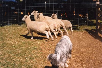 Baillie, a black beardie at a grey stage at 17 months at his herding instinct test moving sheep in a pen.